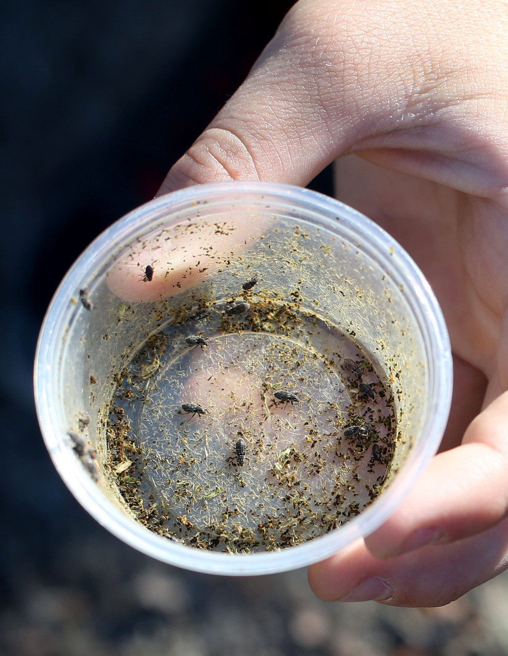 Weevils were placed in patches of puncturevine during the fourth annual Puncturevine Weevil Release along the Jordan River Trail in Salt Lake City on Friday, July 8, 2016. Puncturevine (Tribulus terrestris), also known as goathead, is an invasive plant species that regularly punctures bicycle tires and injures the paws of pets. (Photo: Laura Seitz, Deseret News)