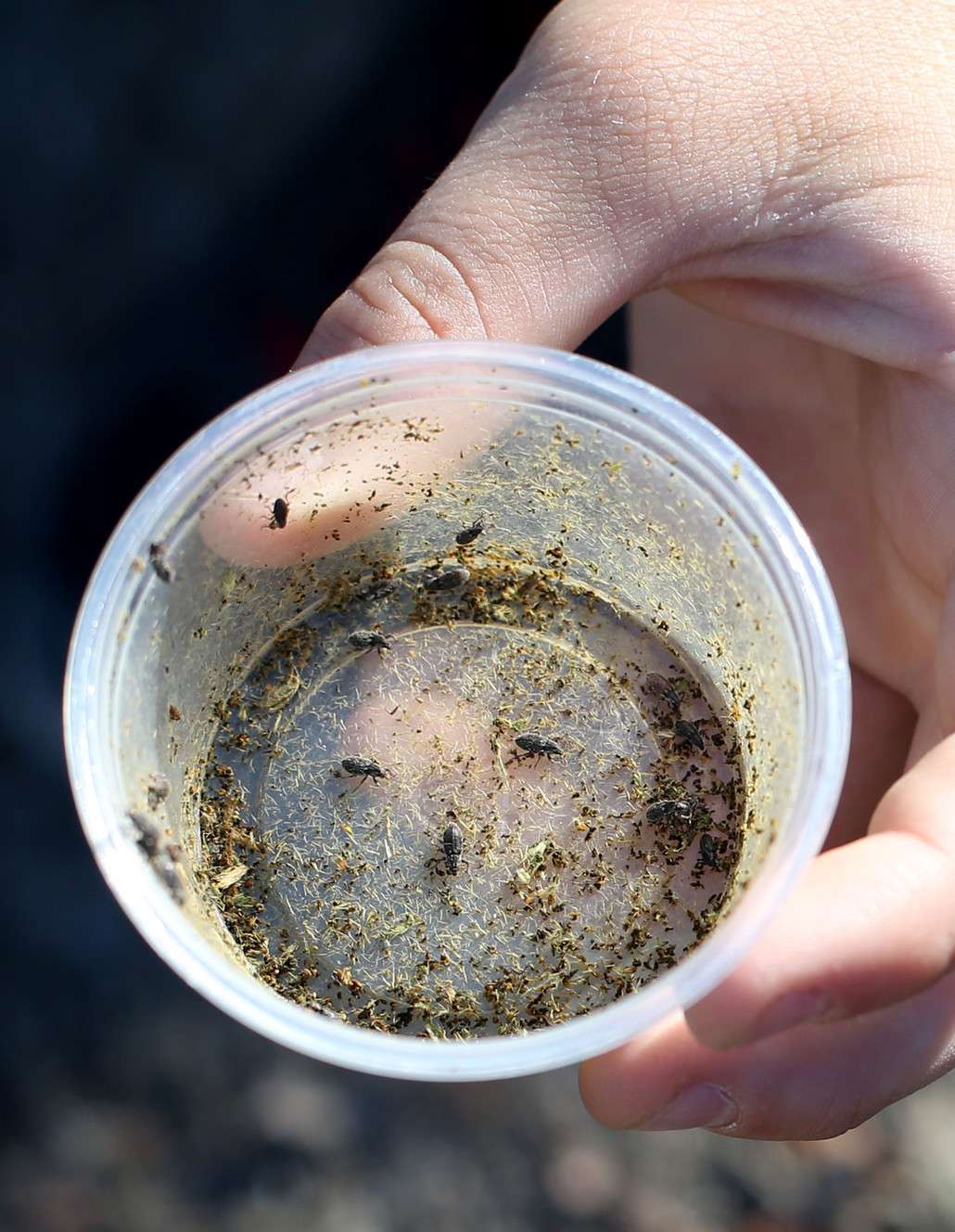 Weevils were placed in patches of puncturevine during the fourth annual Puncturevine Weevil Release along the Jordan River Trail in Salt Lake City on Friday, July 8, 2016. Puncturevine (Tribulus terrestris), also known as goathead, is an invasive plant species that regularly punctures bicycle tires and injures the paws of pets. (Photo: Laura Seitz, Deseret News)