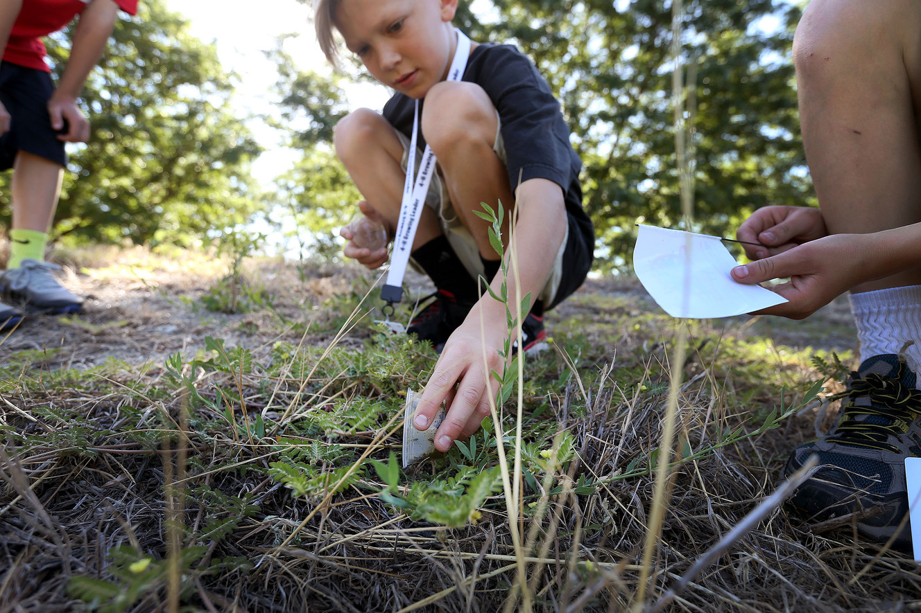 Thousands of weevils deployed along Jordan River to help rid trail of goatheads