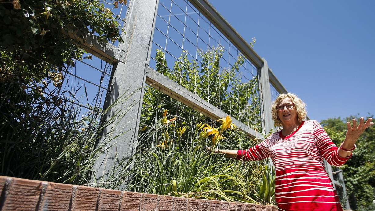 Provo may draft archers to tackle growing deer troubles