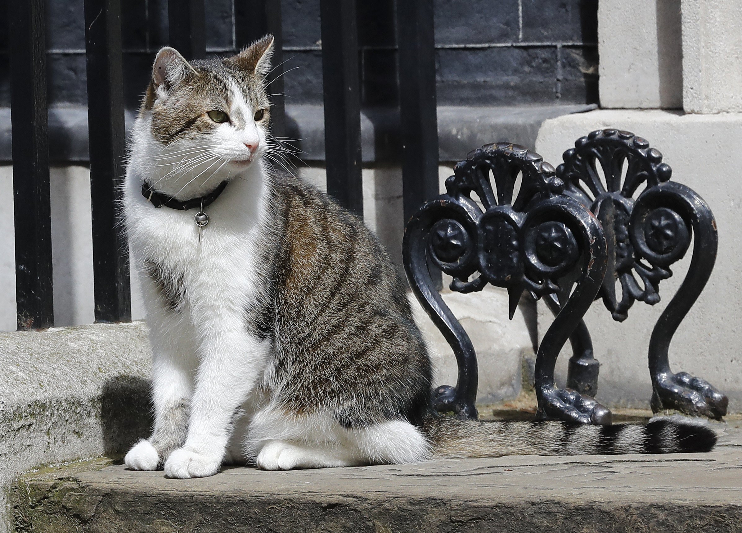 Mice watch out: Larry the cat to stay at 10 Downing Street