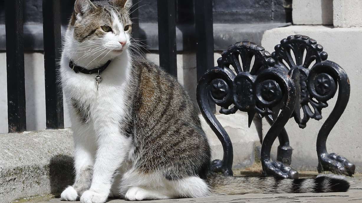 Mice watch out: Larry the cat to stay at 10 Downing Street