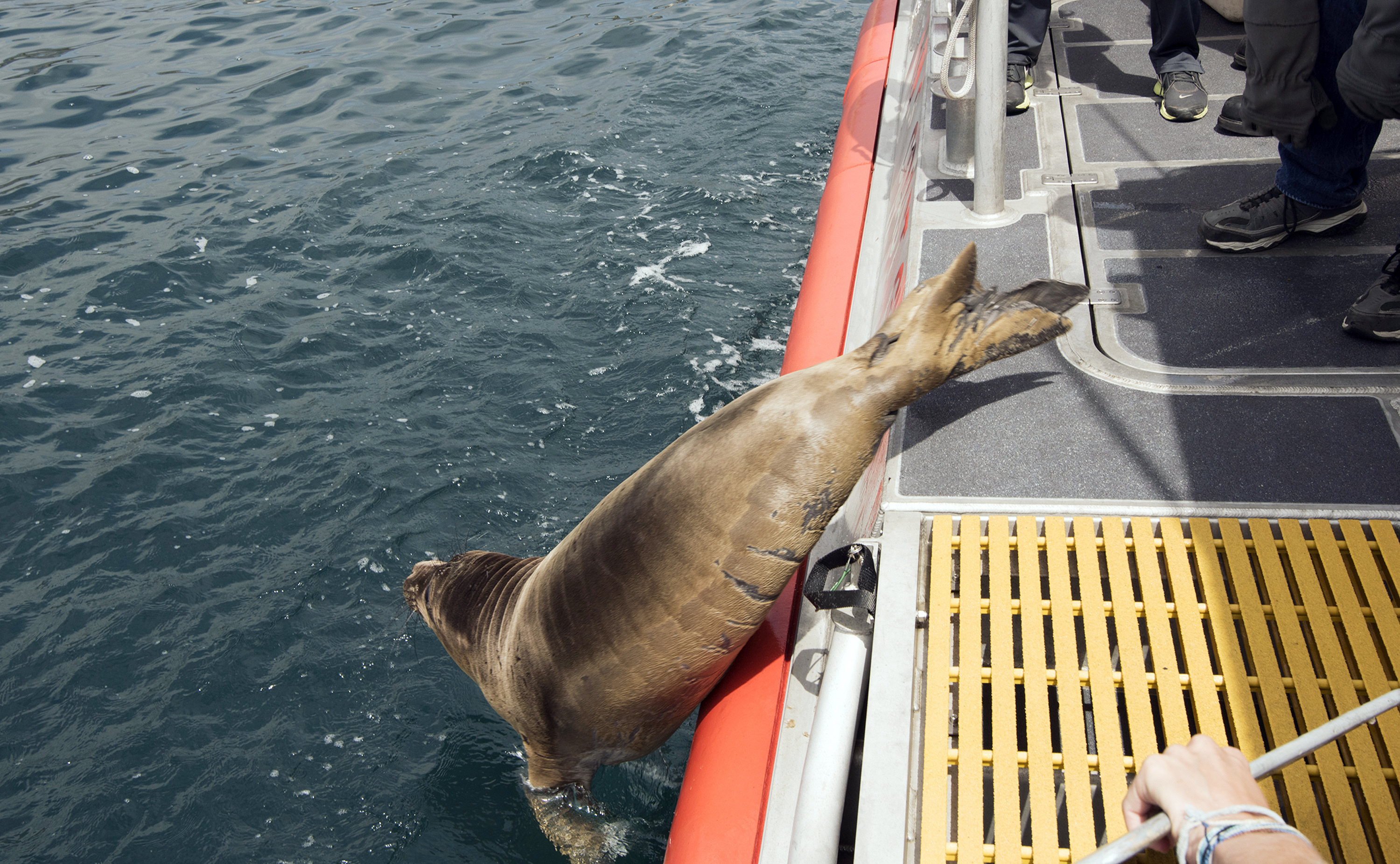 2 seal pups dive back into the sea after California rescue