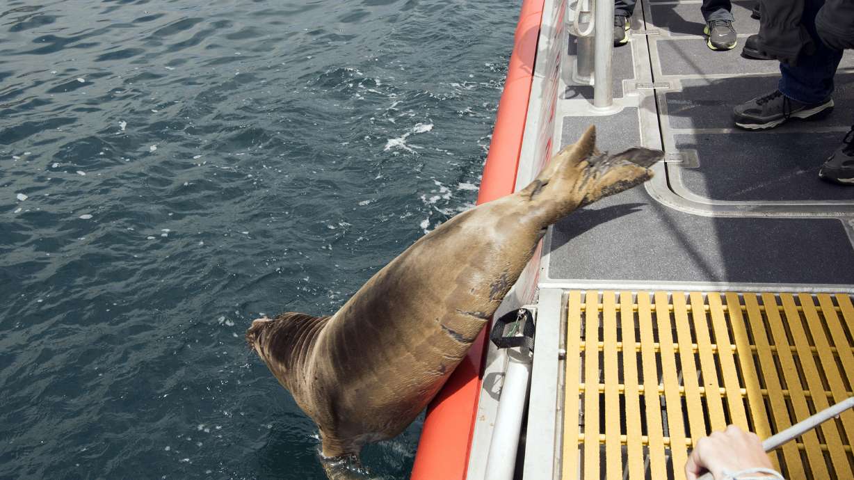2 seal pups dive back into the sea after California rescue