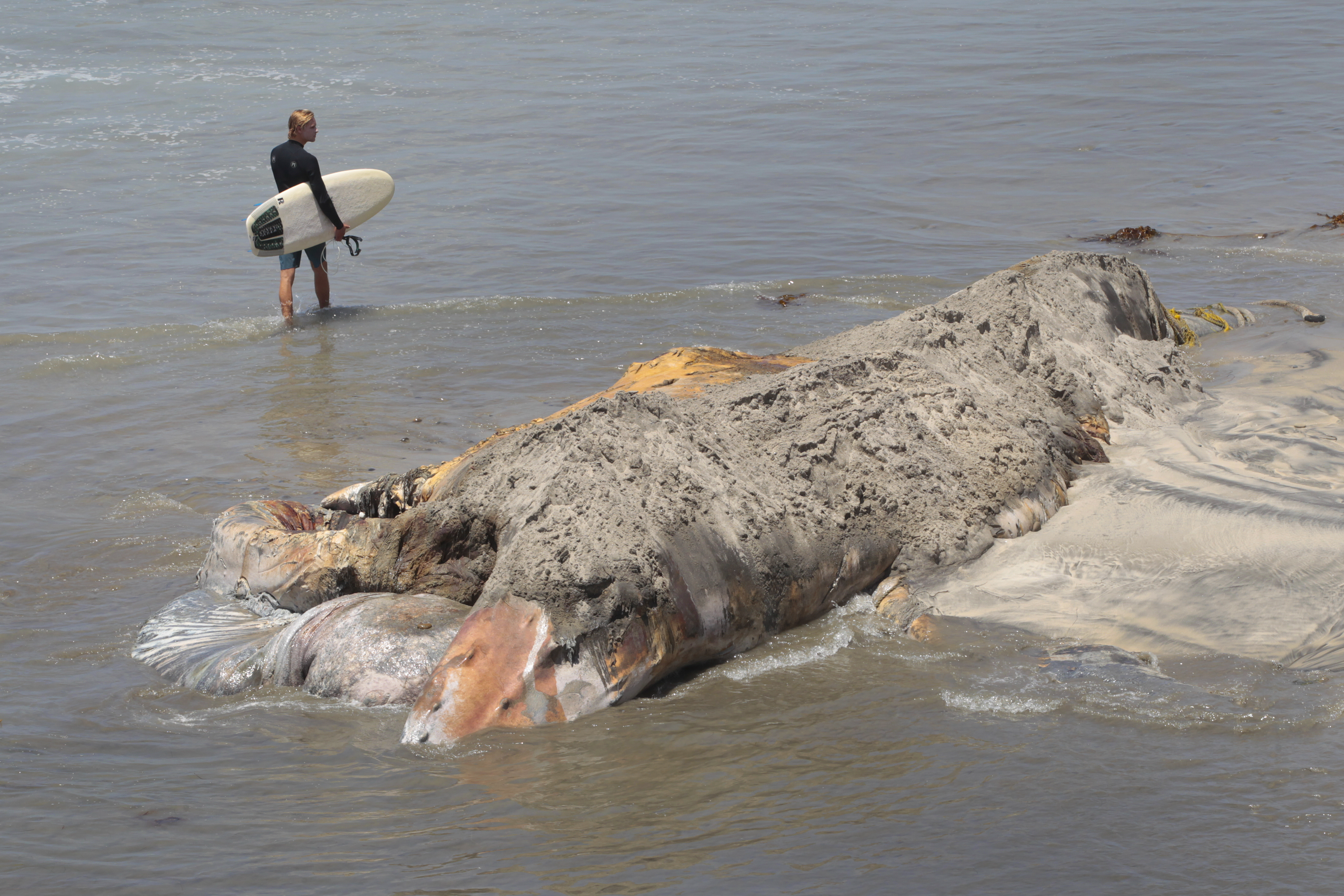 Crews cutting up dead whale that keeps floating to shore