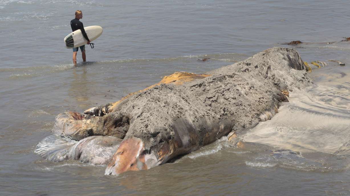 Crews cutting up dead whale that keeps floating to shore