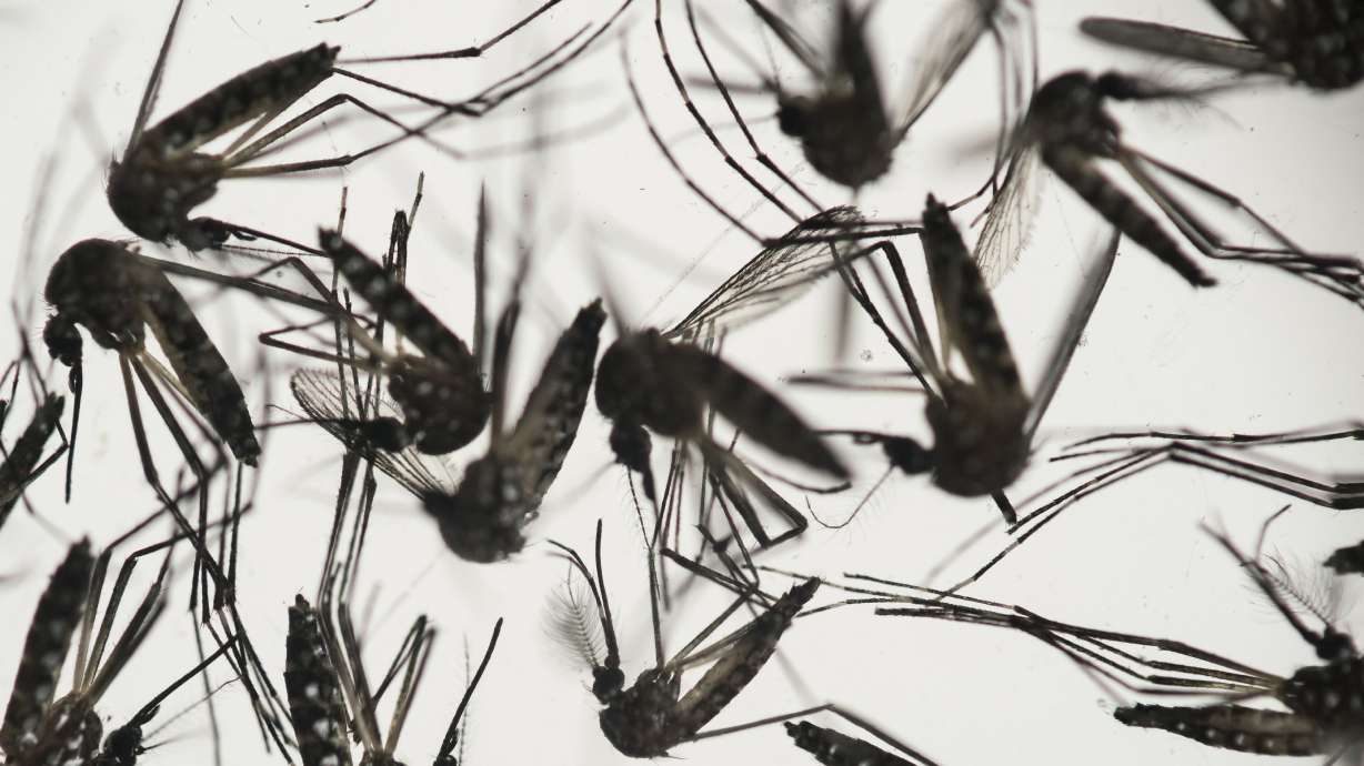 How does Zika spread? Utah infection raises new questions