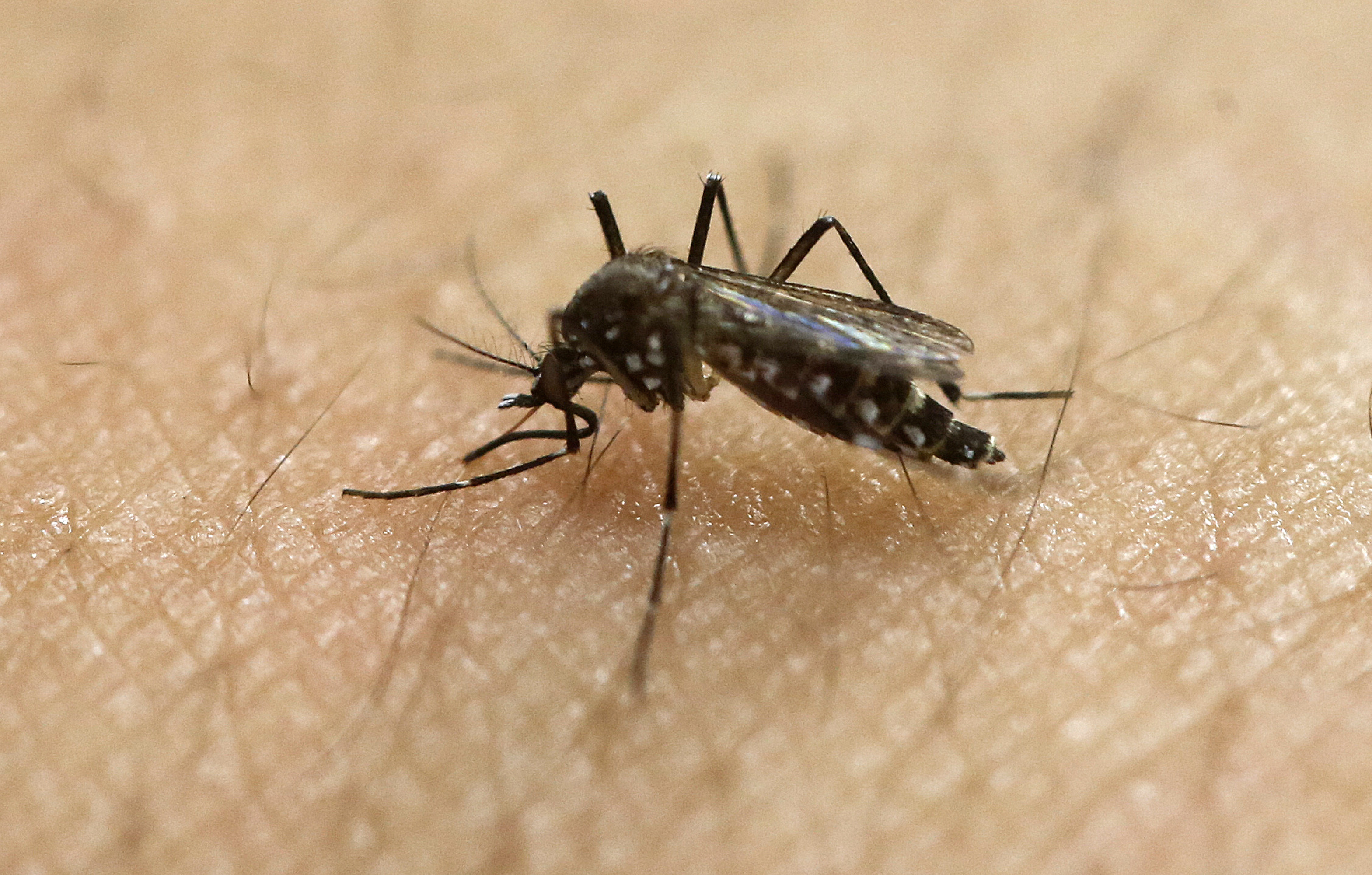 The Latest: Florida probing 2nd possibly local Zika case