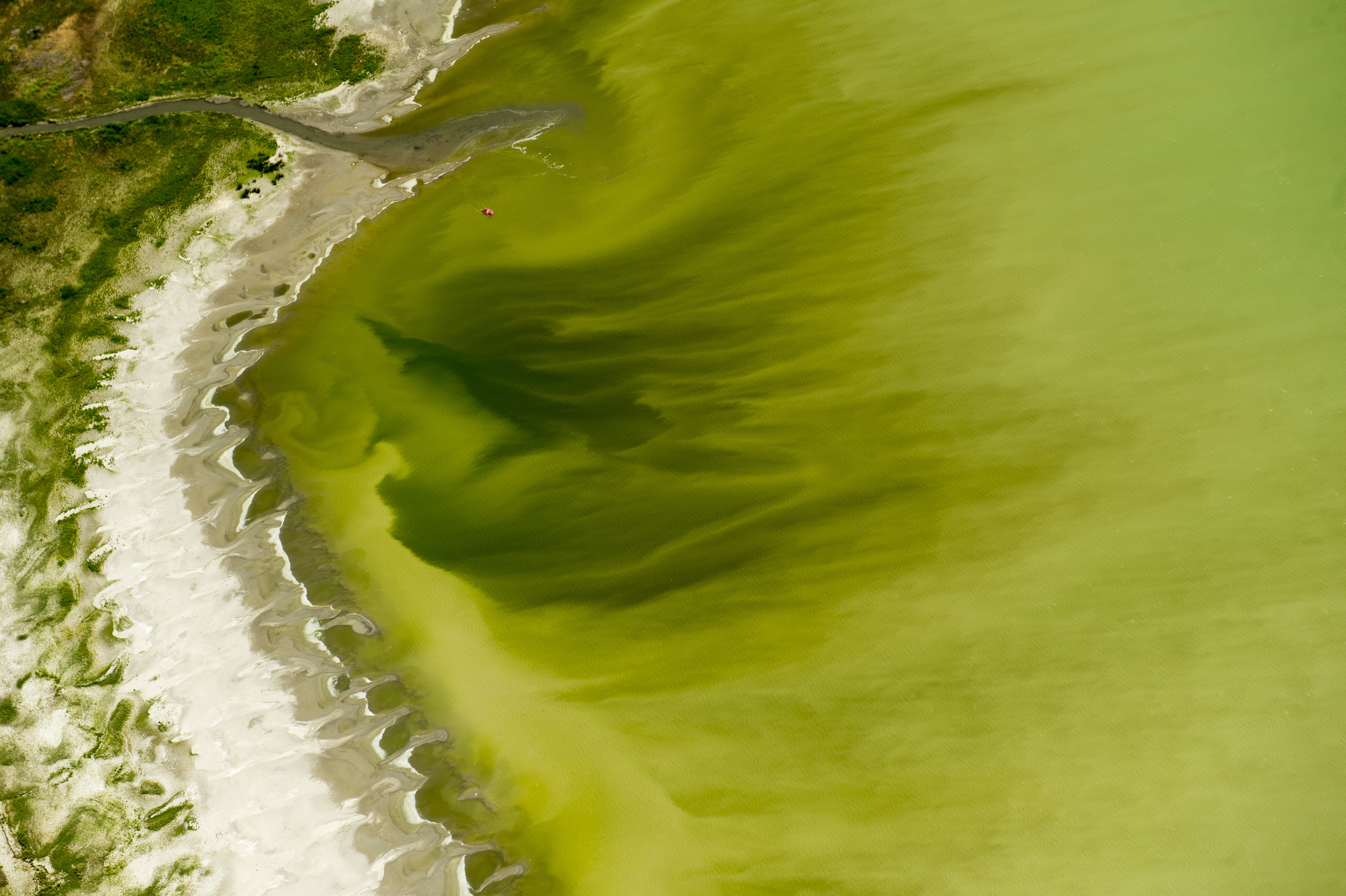 The Latest: Farm water warning lifted in Utah algae bloom