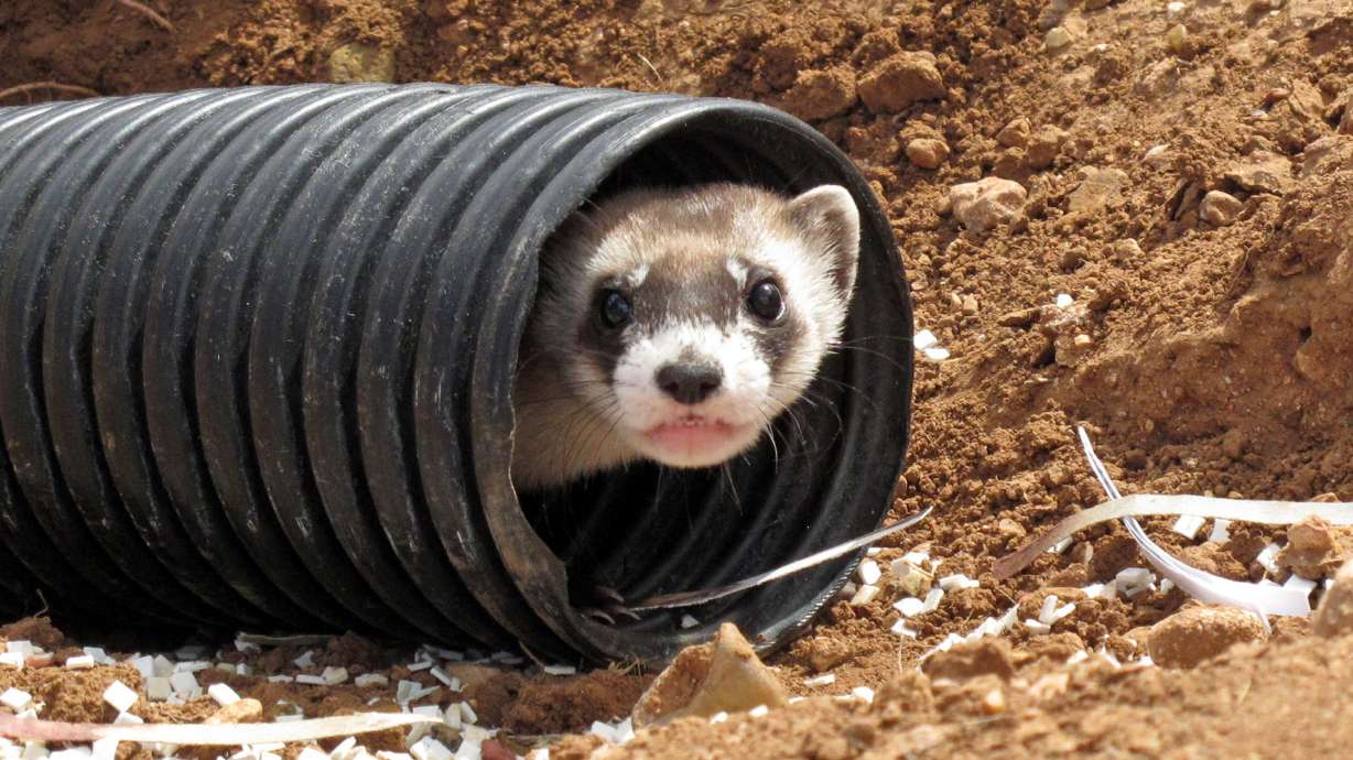 Black-footed ferrets return to where they held out in wild
