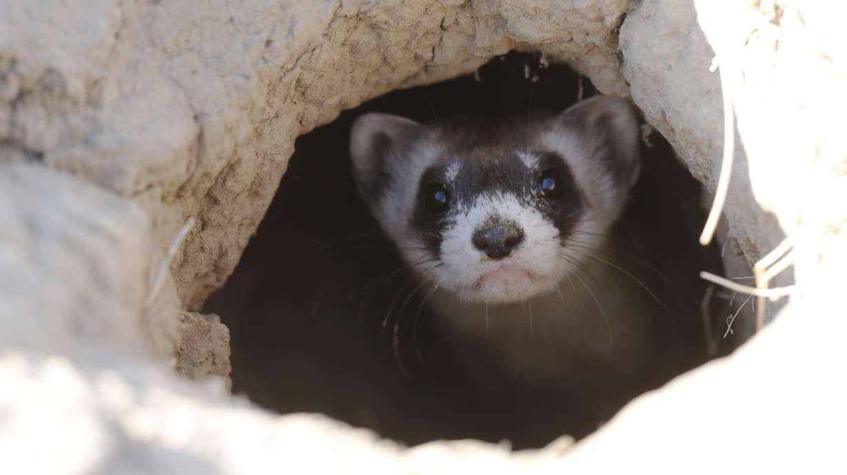 The Latest: Black-footed ferrets released near Yellowstone