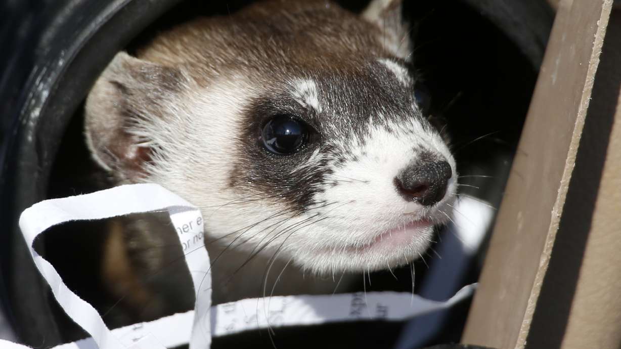 Black-footed ferrets return to where they held out in wild