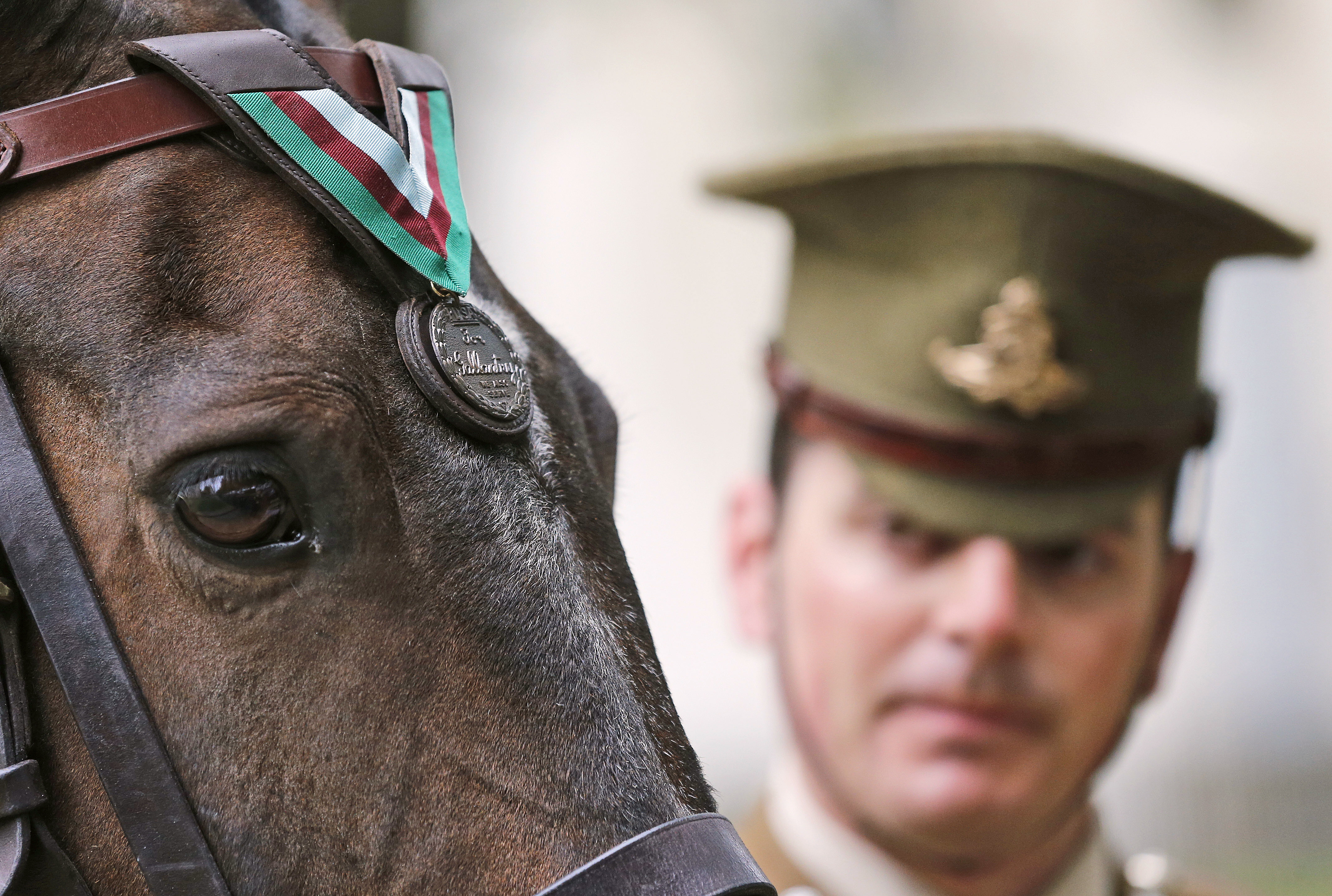 US Marine Corps horse honored for Korean War valor