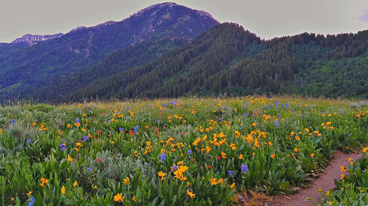 A great meadow for wildflowers is up top, just about 200 yards north of the fork, looking south towards Mount Ogden and Snowbasin Resort. Continue north on this trail if you are headed towards Sardine Peak. (Photo: Justin McFarland)