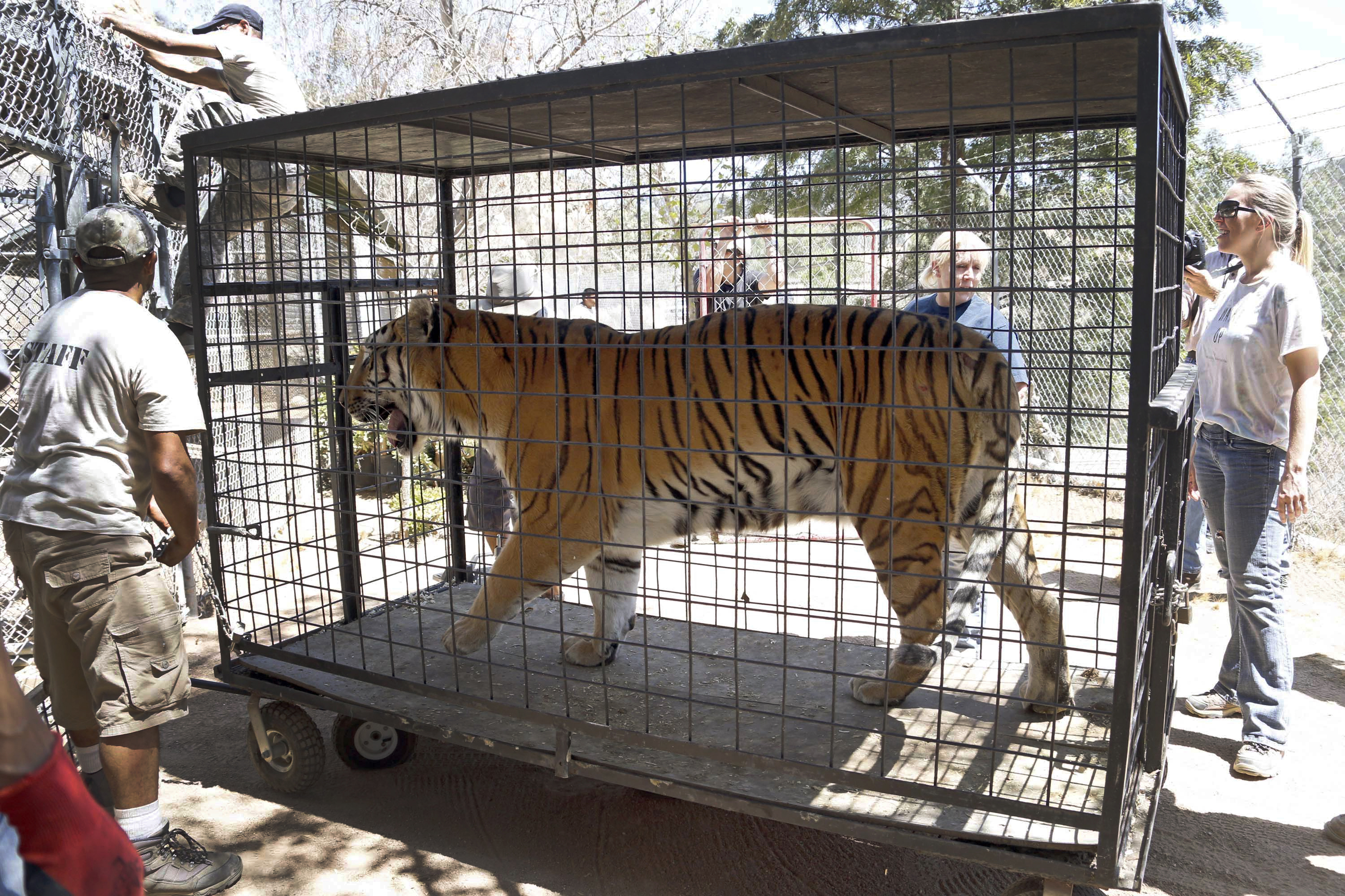 Big cats returned to California sanctuary threatened by fire