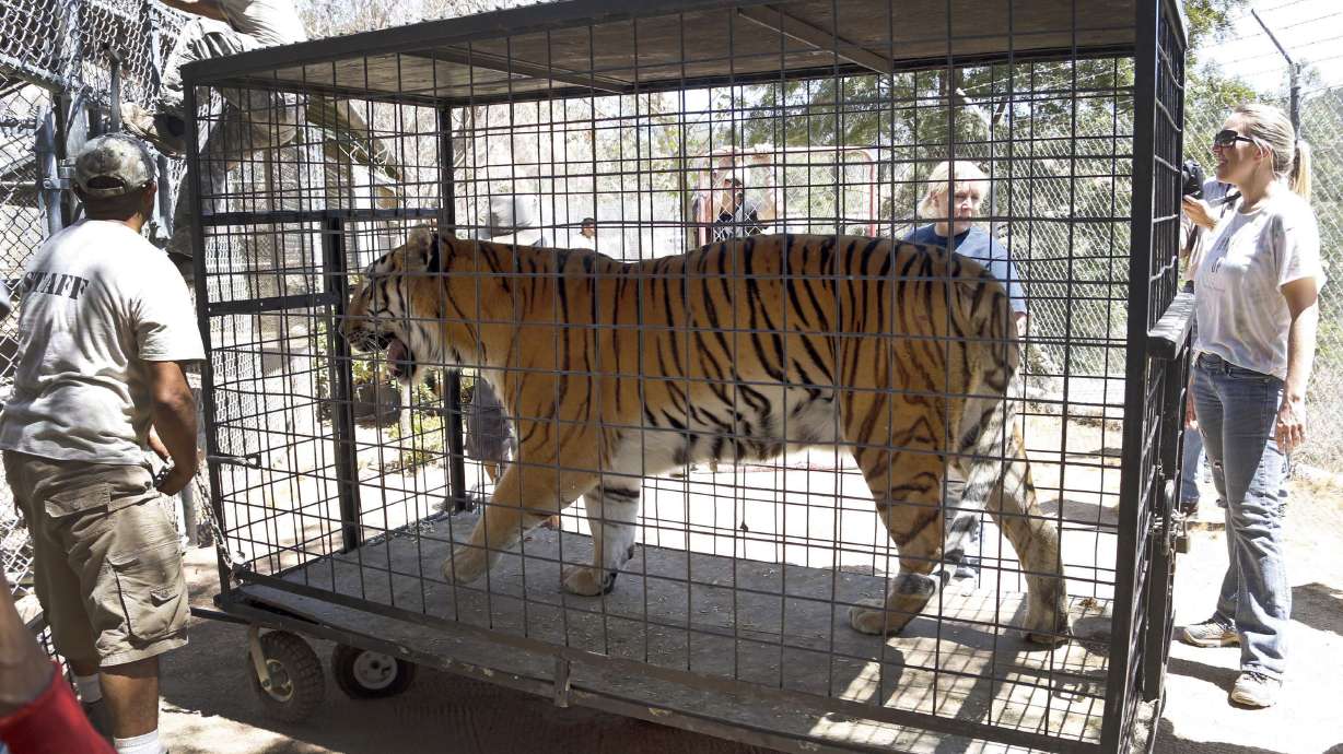 Big cats returned to California sanctuary threatened by fire