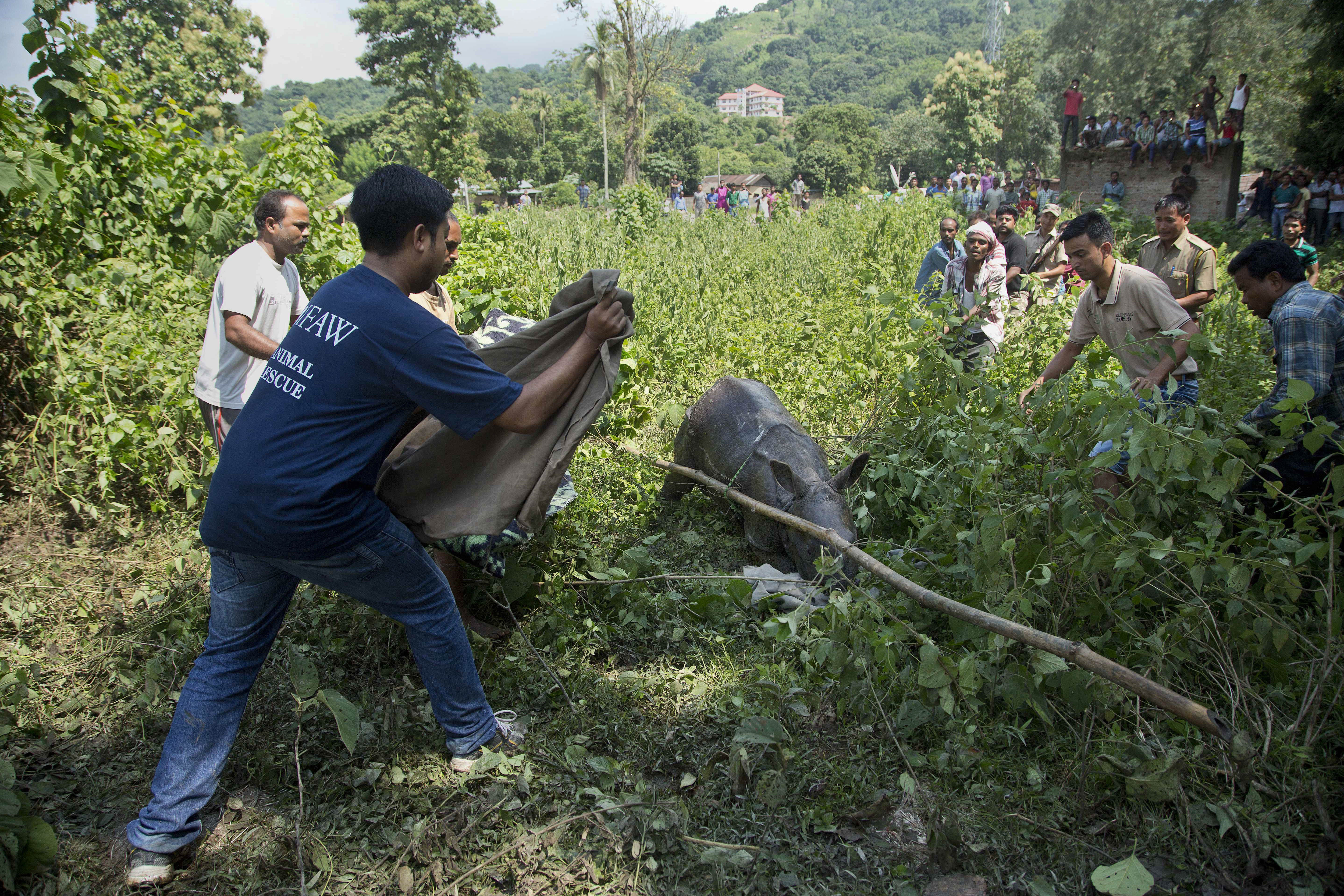 6 baby rhinos saved from being washed away by India floods