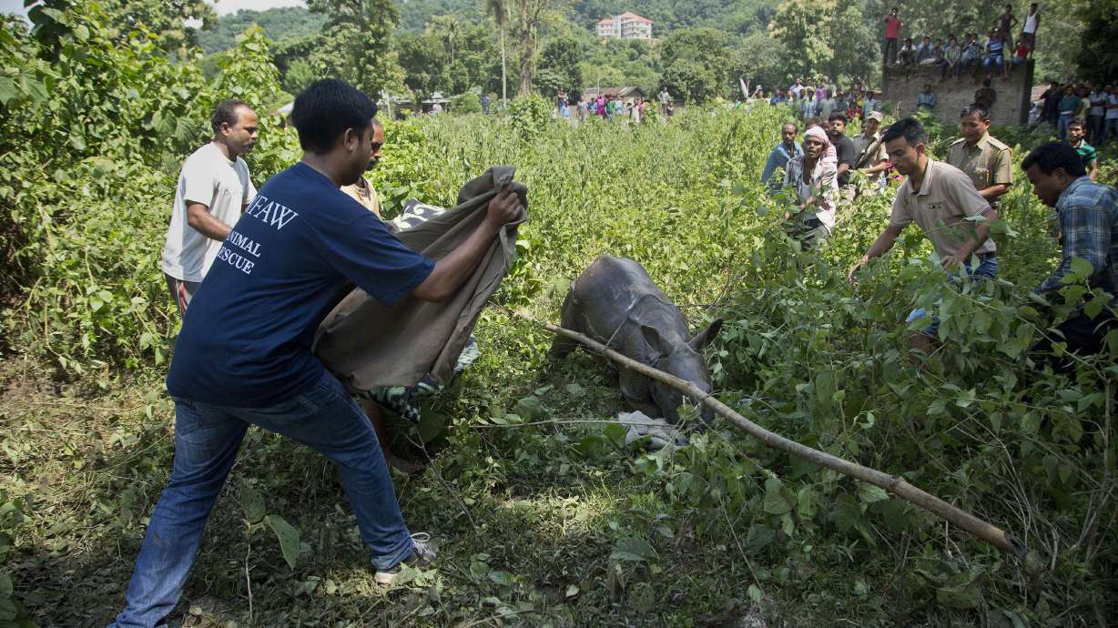 6 baby rhinos saved from being washed away by India floods