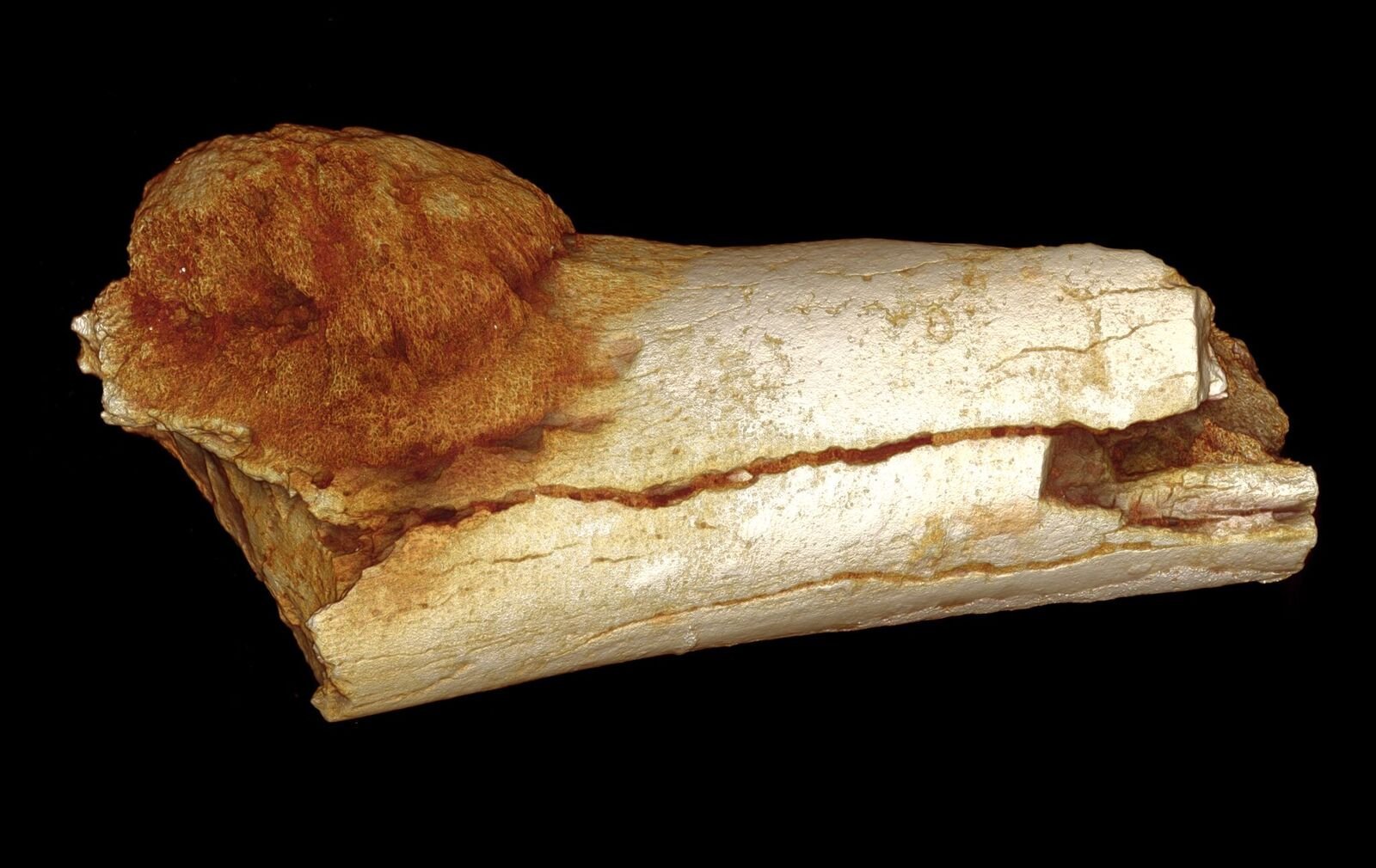 Scientists find cancer in million-year-old fossil