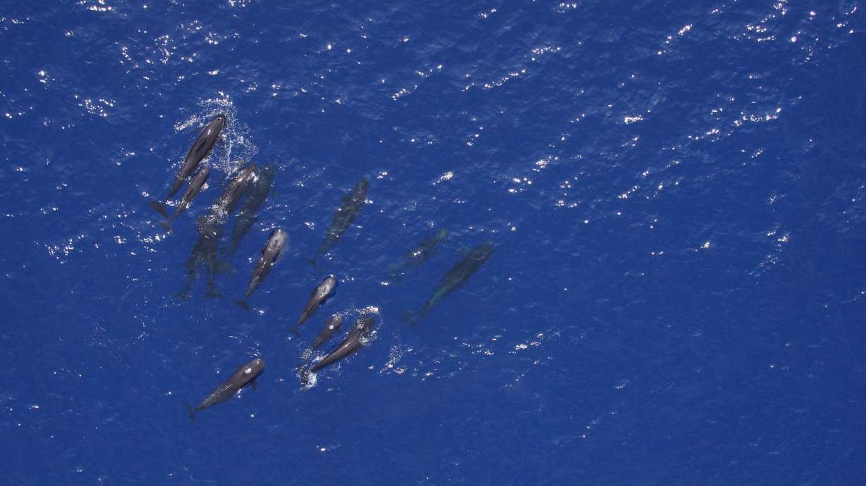 NOAA: Drone technology aids whale research off Hawaii