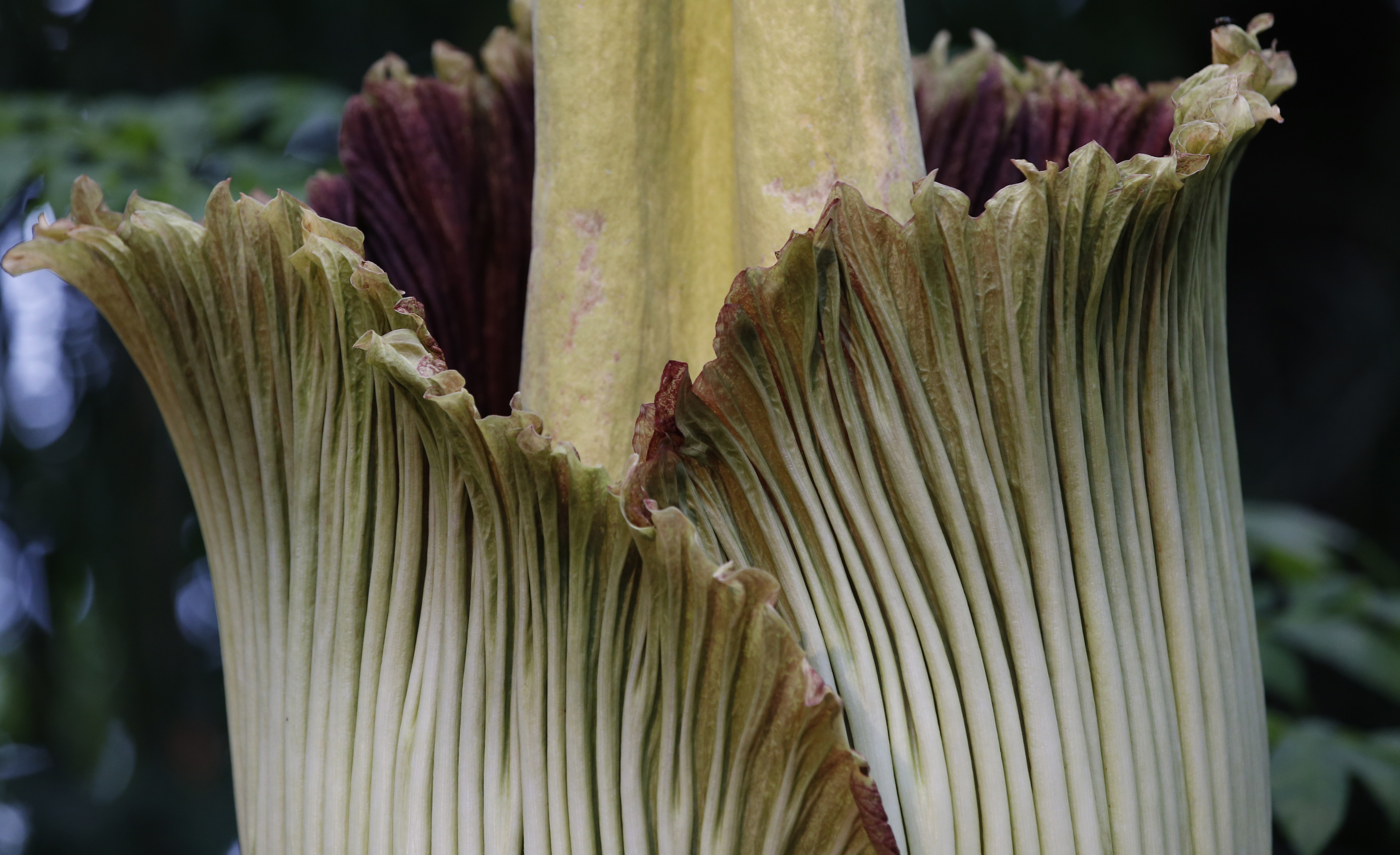 Rare, foul-smelling 'corpse flower' blooms in New York City