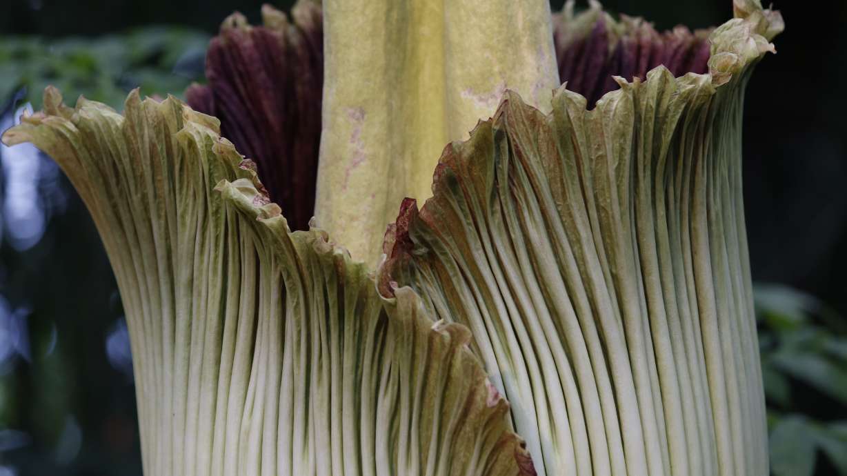 Rare, foul-smelling 'corpse flower' blooms in New York City