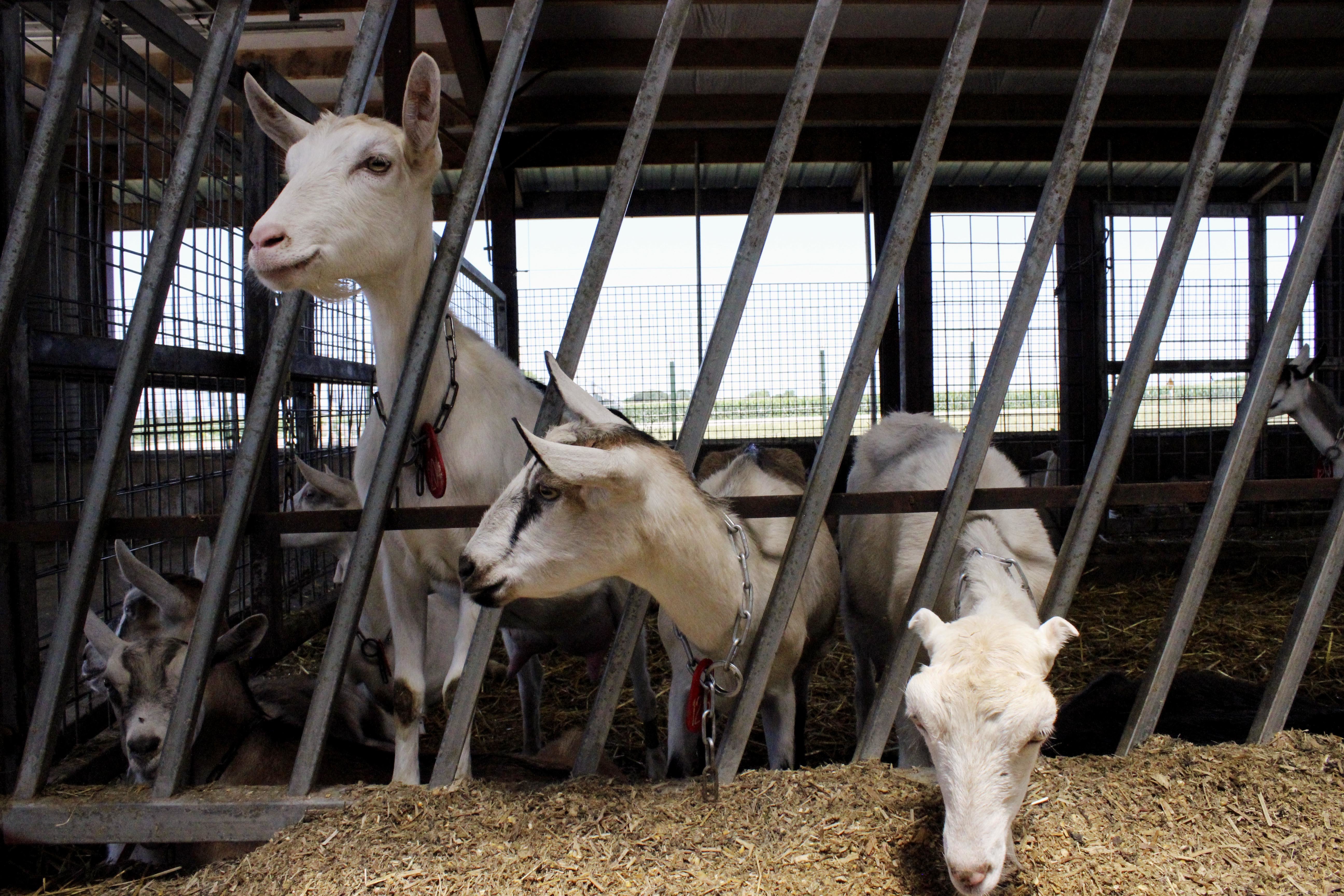 Wisconsin doubles down on dairy distinction with goat farms