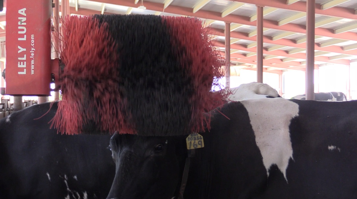 The bovine back scratcher is a large roller brush that starts spinning on demand, whenever a cow pushes under it. (Photo: John Hollenhorst, Deseret News)