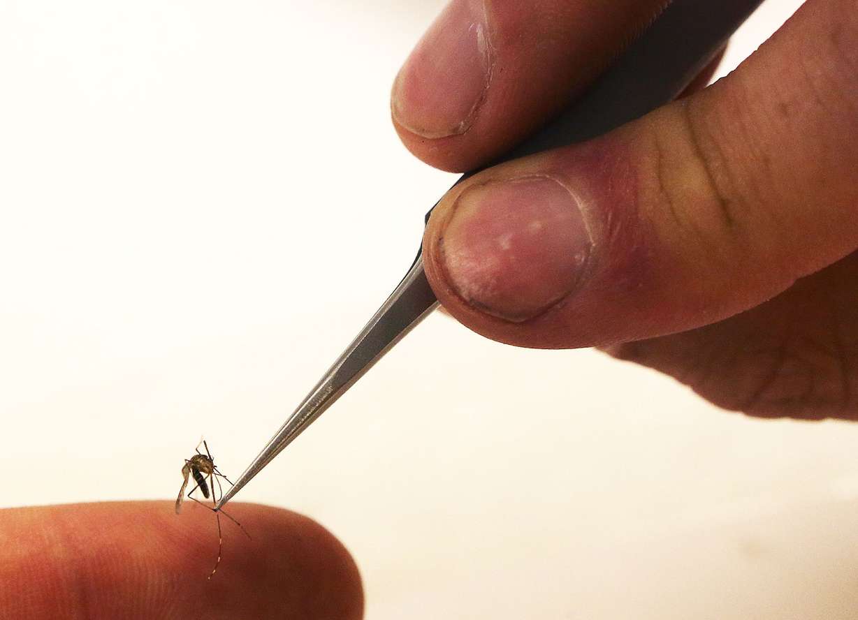 Intern Tyler Gilvarry sorts and counts mosquito species at the Salt Lake City Mosquito Abatement District in Salt Lake City on Monday, Aug. 1, 2016. (Photo: Ravell Call, Deseret News)