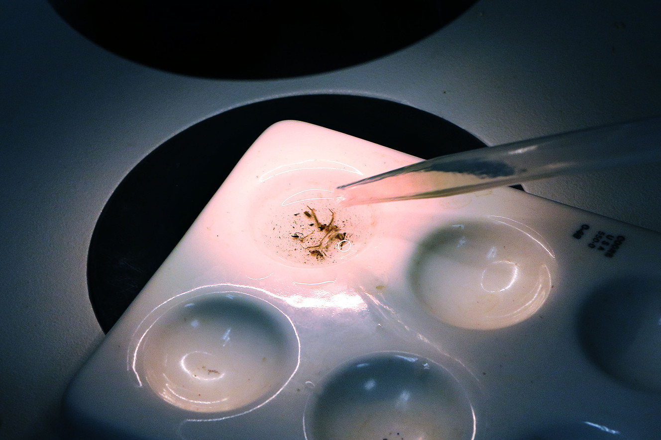 Lab director Nadja Mayerle identifies species of mosquito larvae at the Salt Lake City Mosquito Abatement District in Salt Lake City on Monday, Aug. 1, 2016. (Photo: Ravell Call, Deseret News)