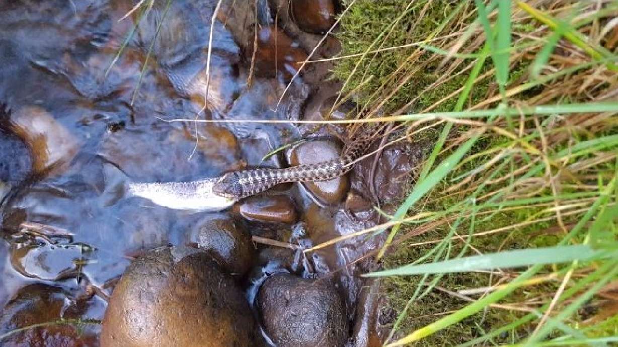 User submitted photos: A snake eating a fish, more wildfires