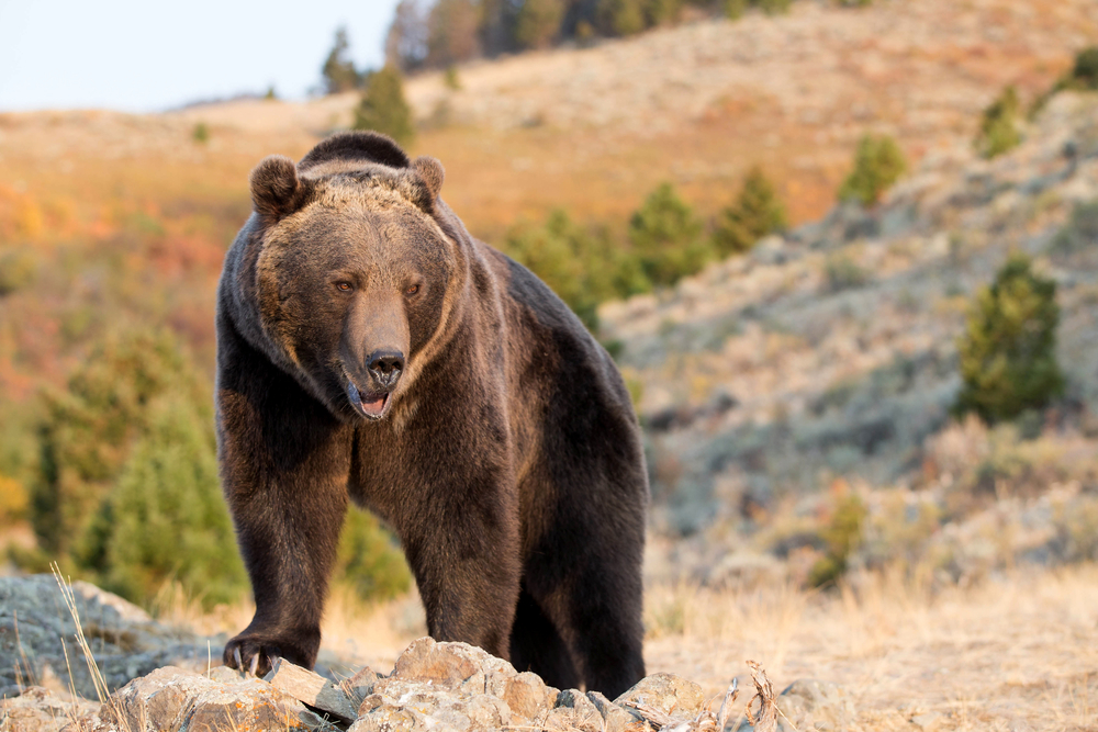 The Latest: Wyoming steps back grizzly hunt quota claim