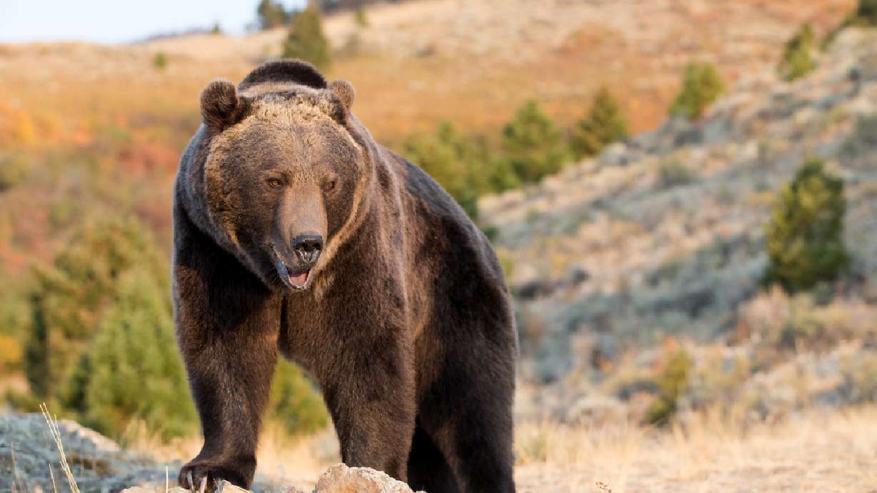 First grizzly bears emerge from hibernation in Yellowstone