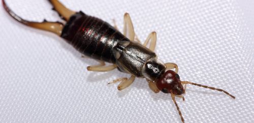 Tips To Get Rid Of Earwigs Ksl Com