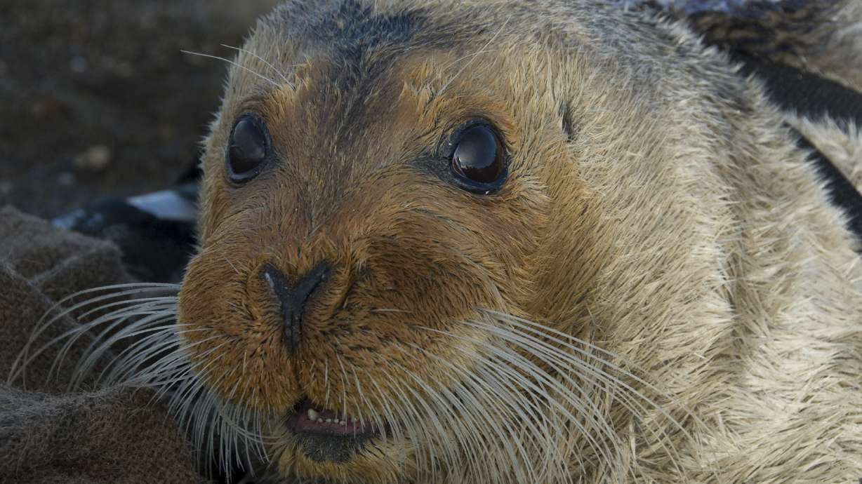 Attorneys argue for listing bearded seals as threatened