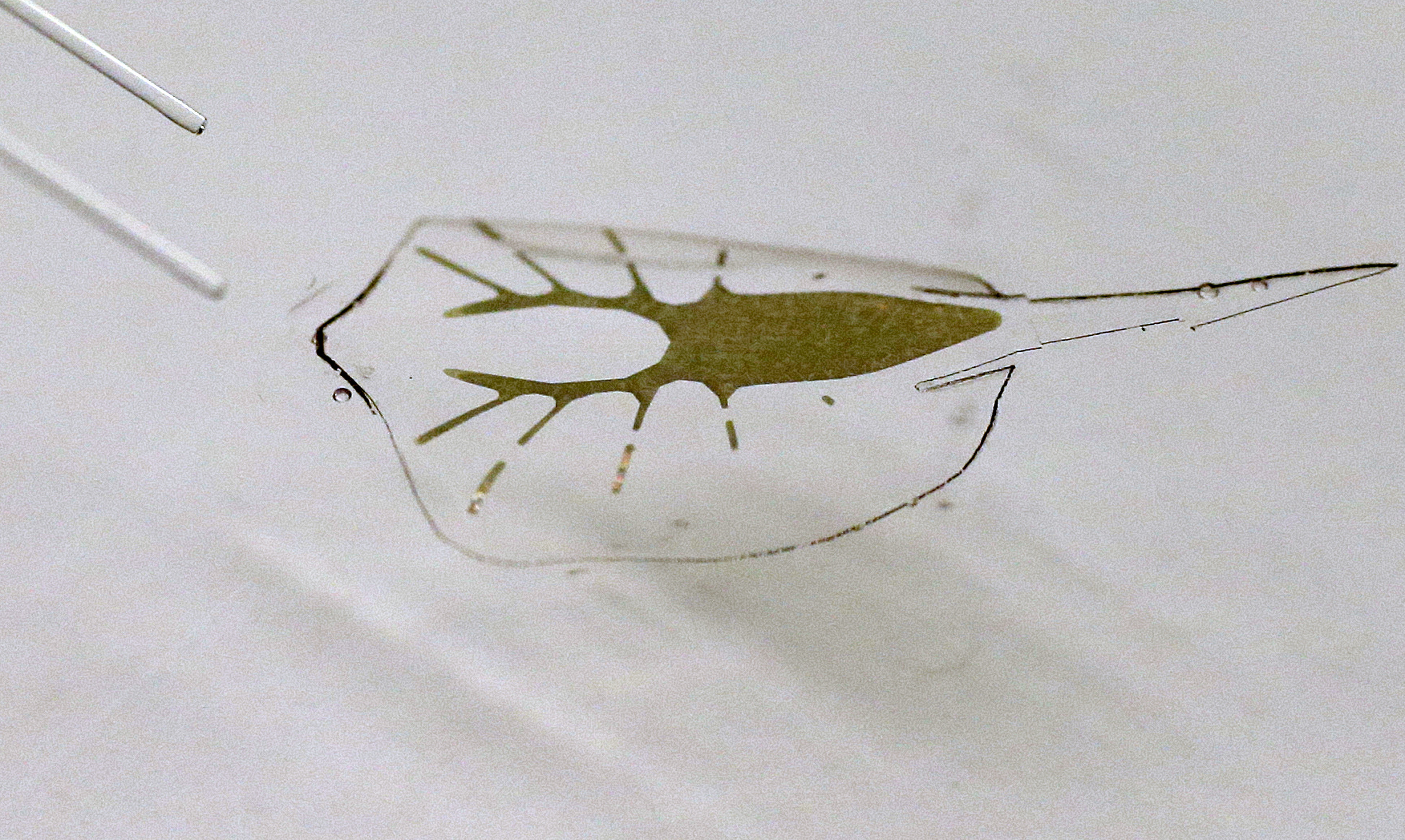 Cyborg stingray swims toward light, breaks new ground