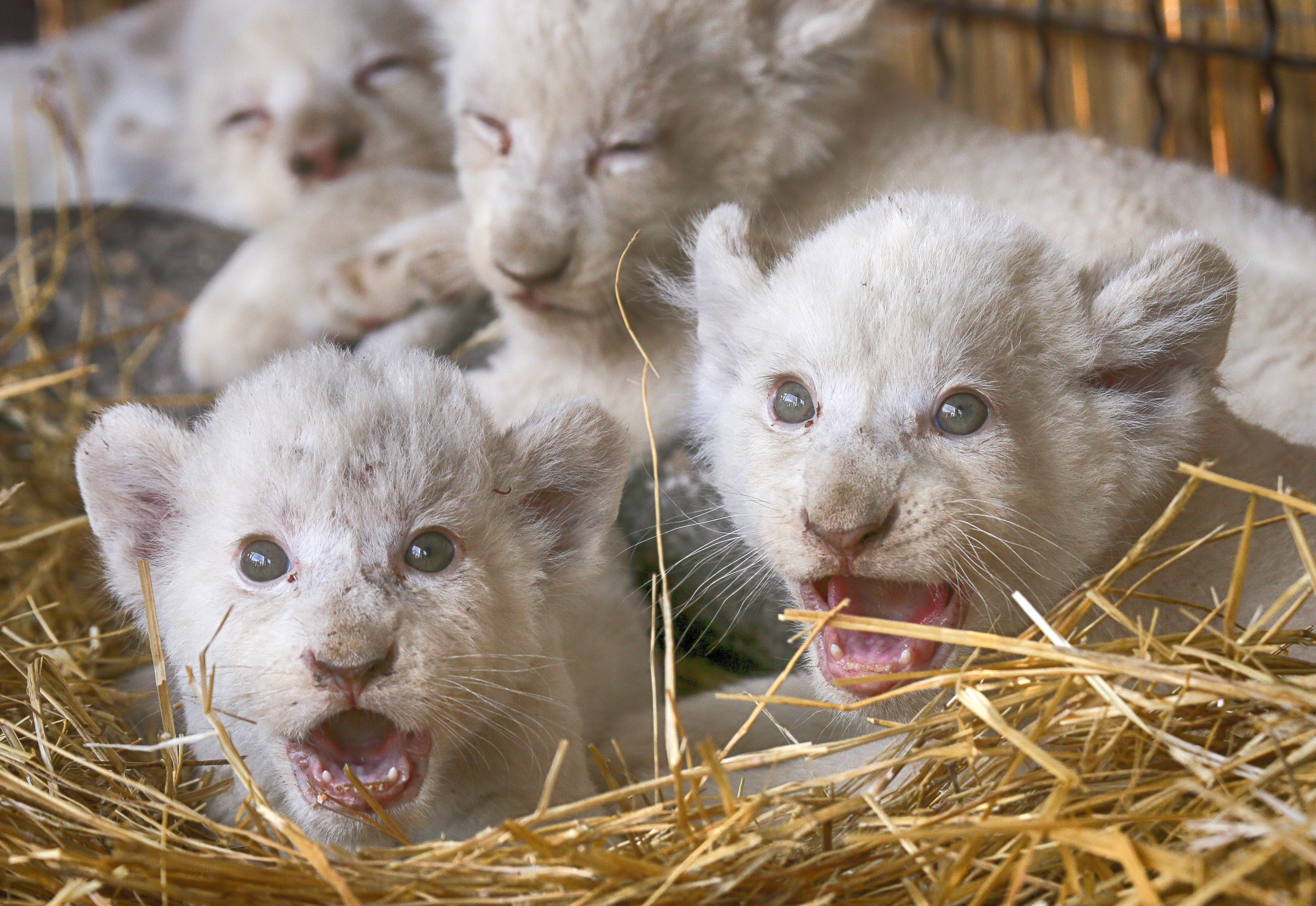 Ukrainian zoo prides itself on new white lion cubs