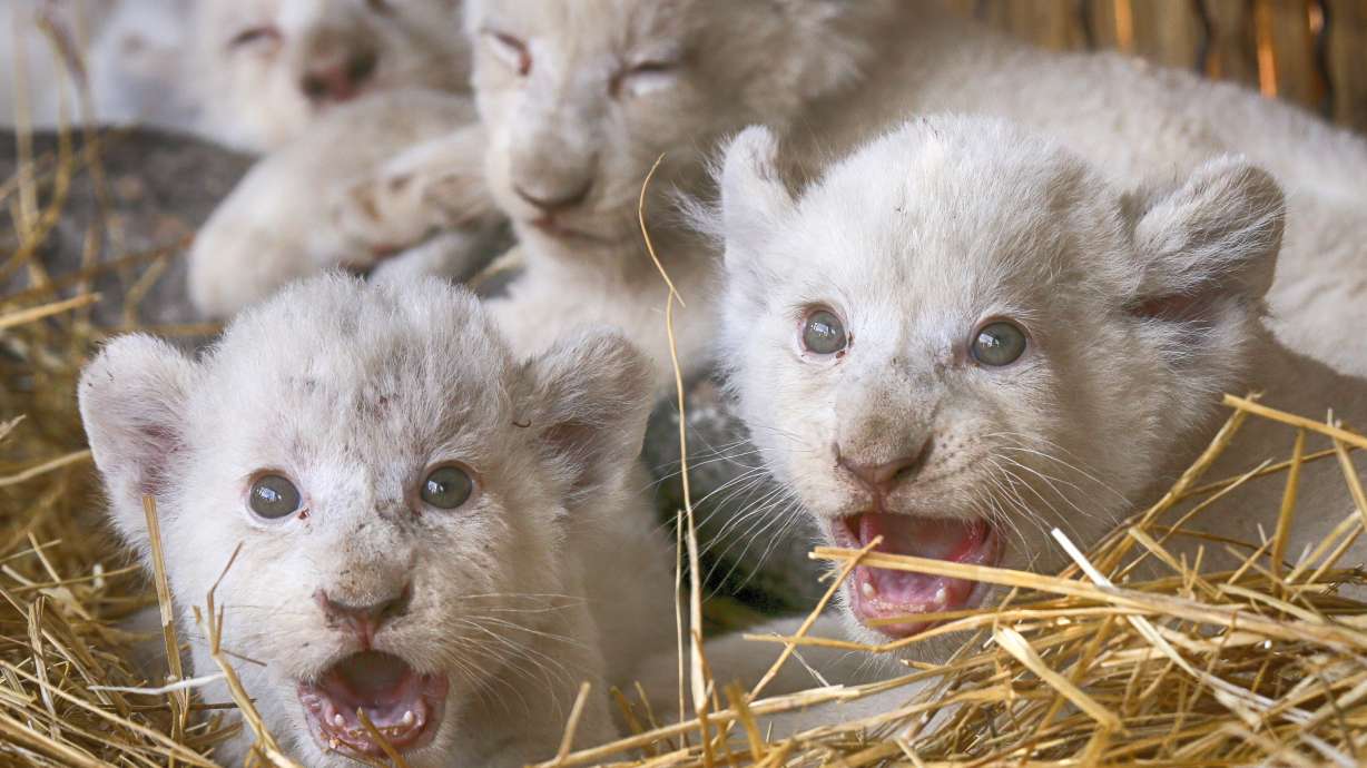 Ukrainian zoo prides itself on new white lion cubs