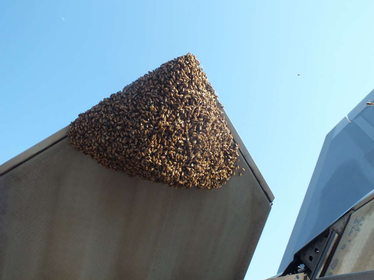 F-22 Raptor grounded by 20,000 bees