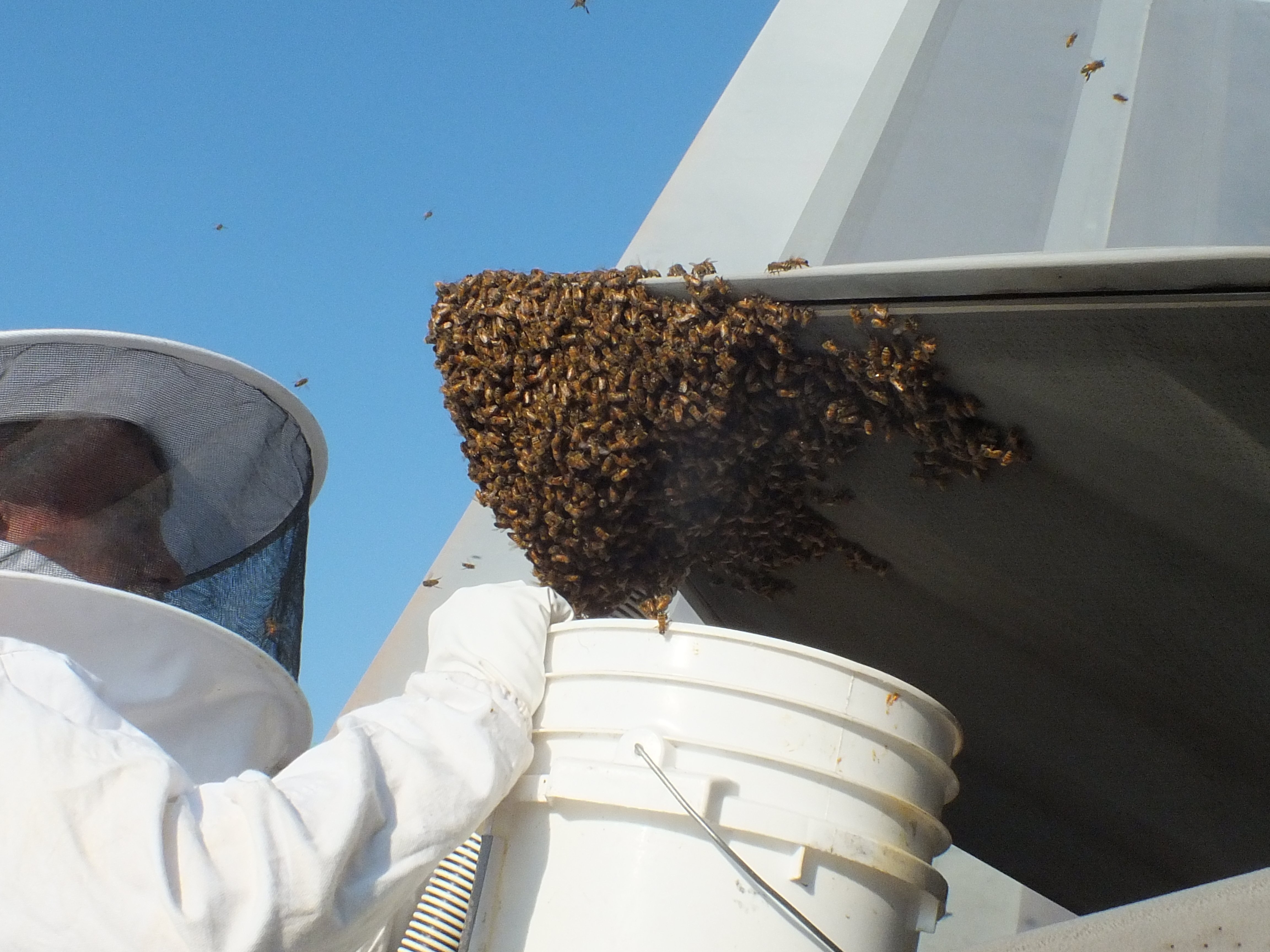 F-22 Raptor grounded by 20,000 bees