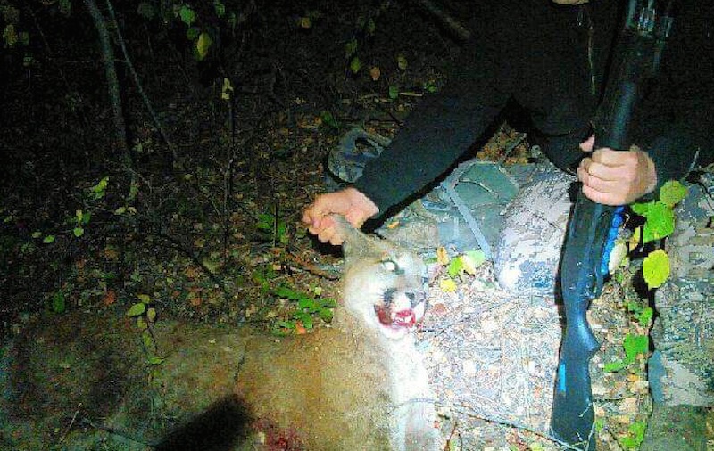 Madison County Sheriff deputies shot and killed the mountain lion. (Photo: Jim Sevy)