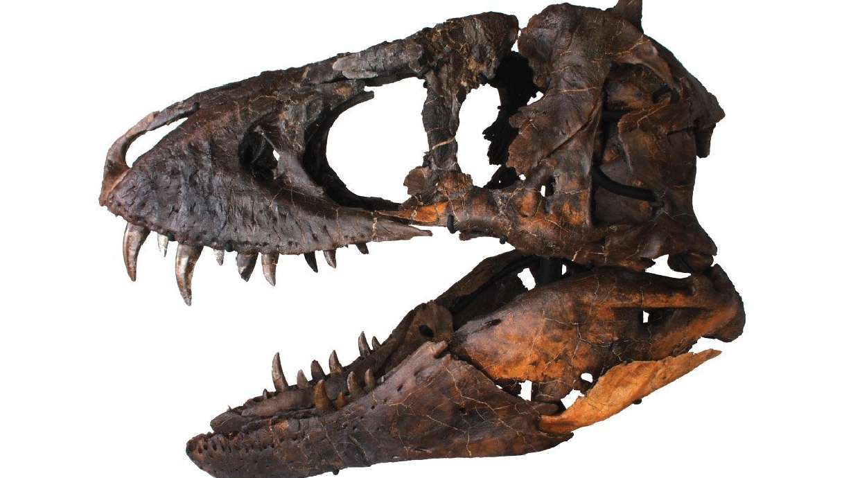 For sale: A $1.8 million T-rex skull