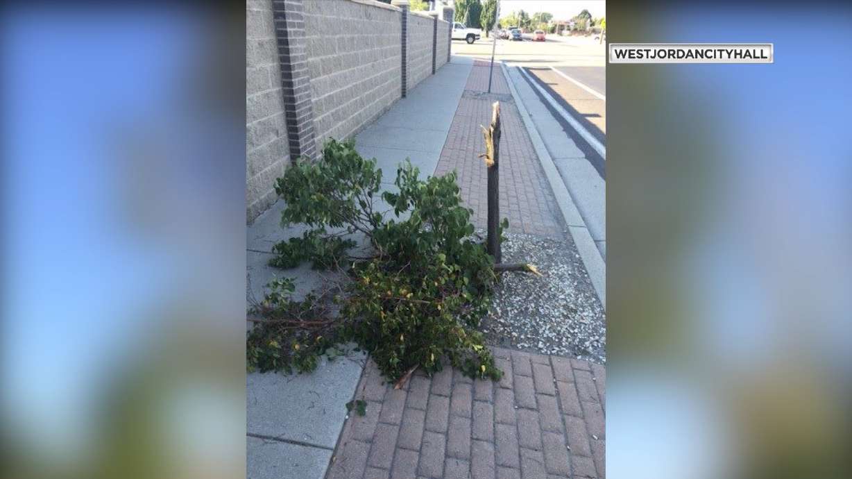 Reward offered in West Jordan tree vandalism