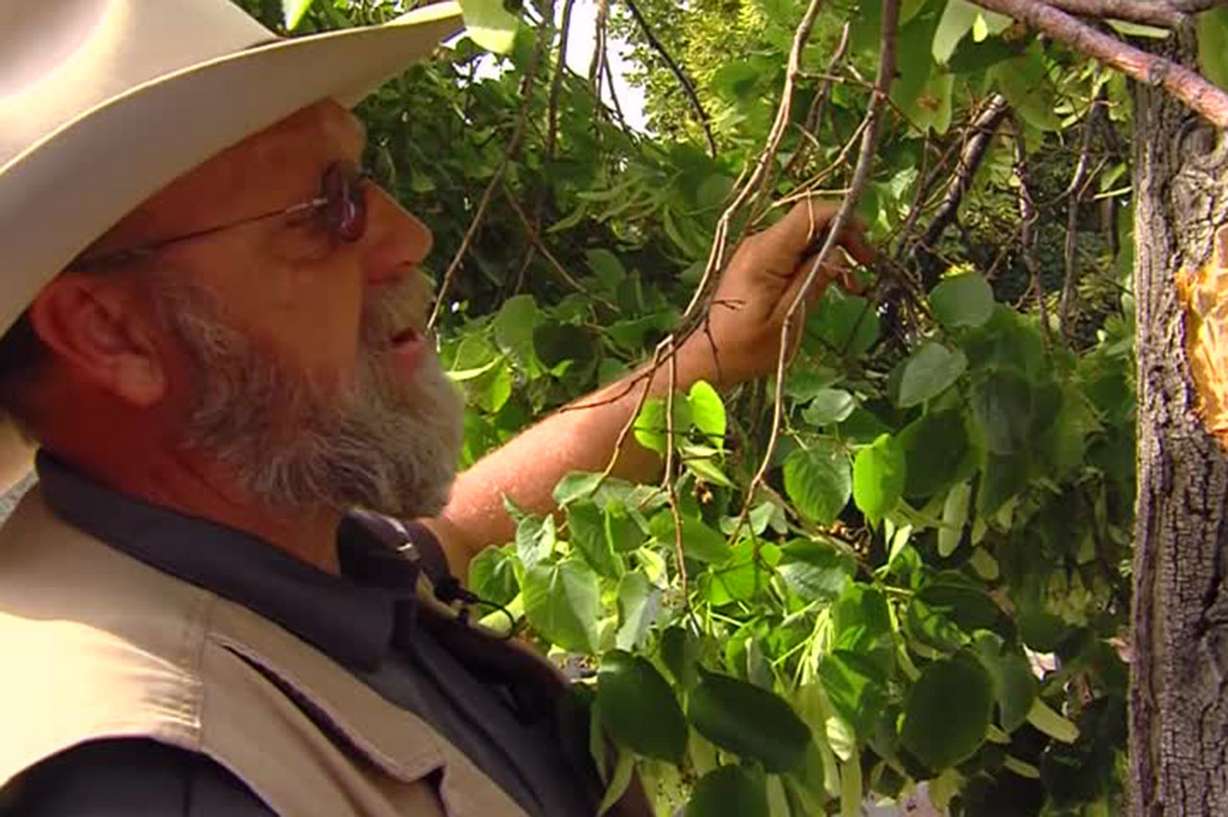 Urban forester Ty Nielsen. Photo: KSL TV