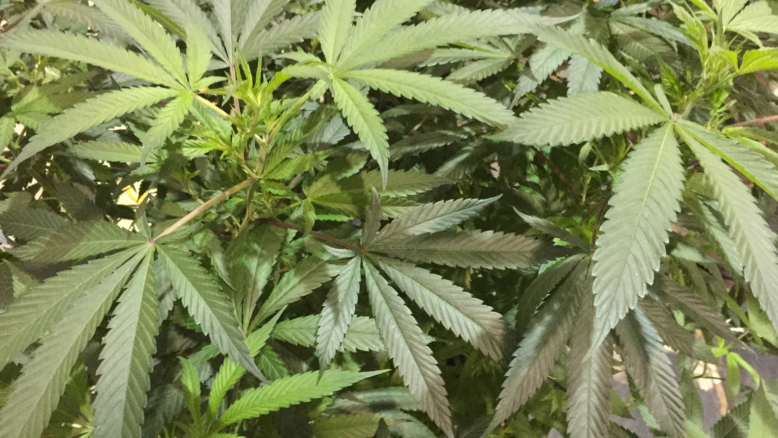 Oregon buzz: Pot plants at state fair in a 1st for the US