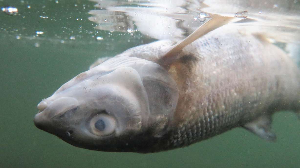 Popular Yellowstone River closes after thousands of fish die