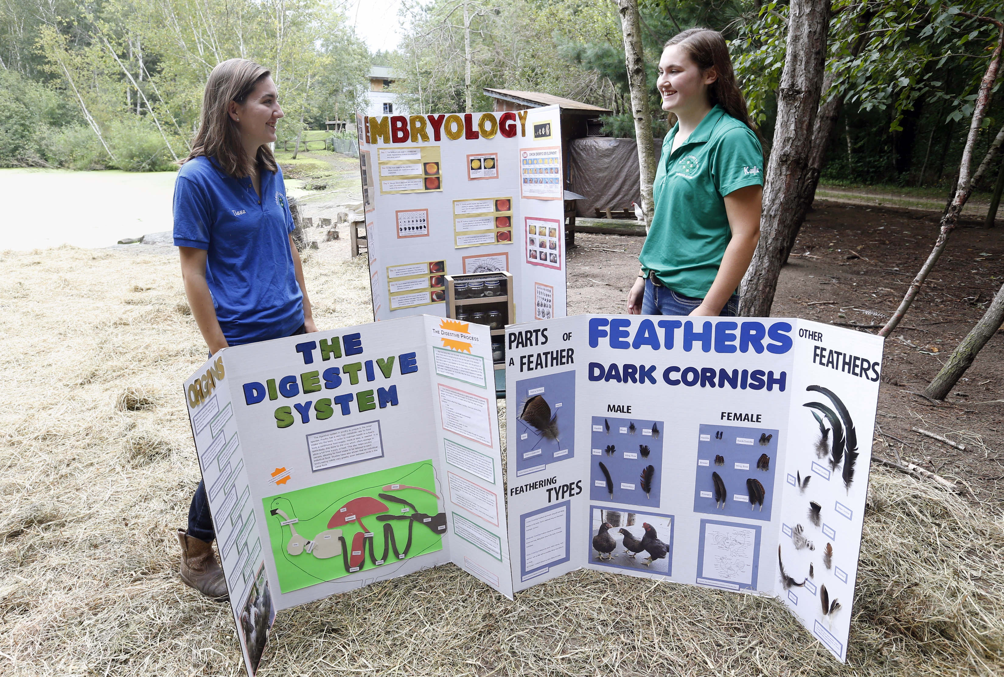 Chickens flock back to state fairs after bird flu outbreak