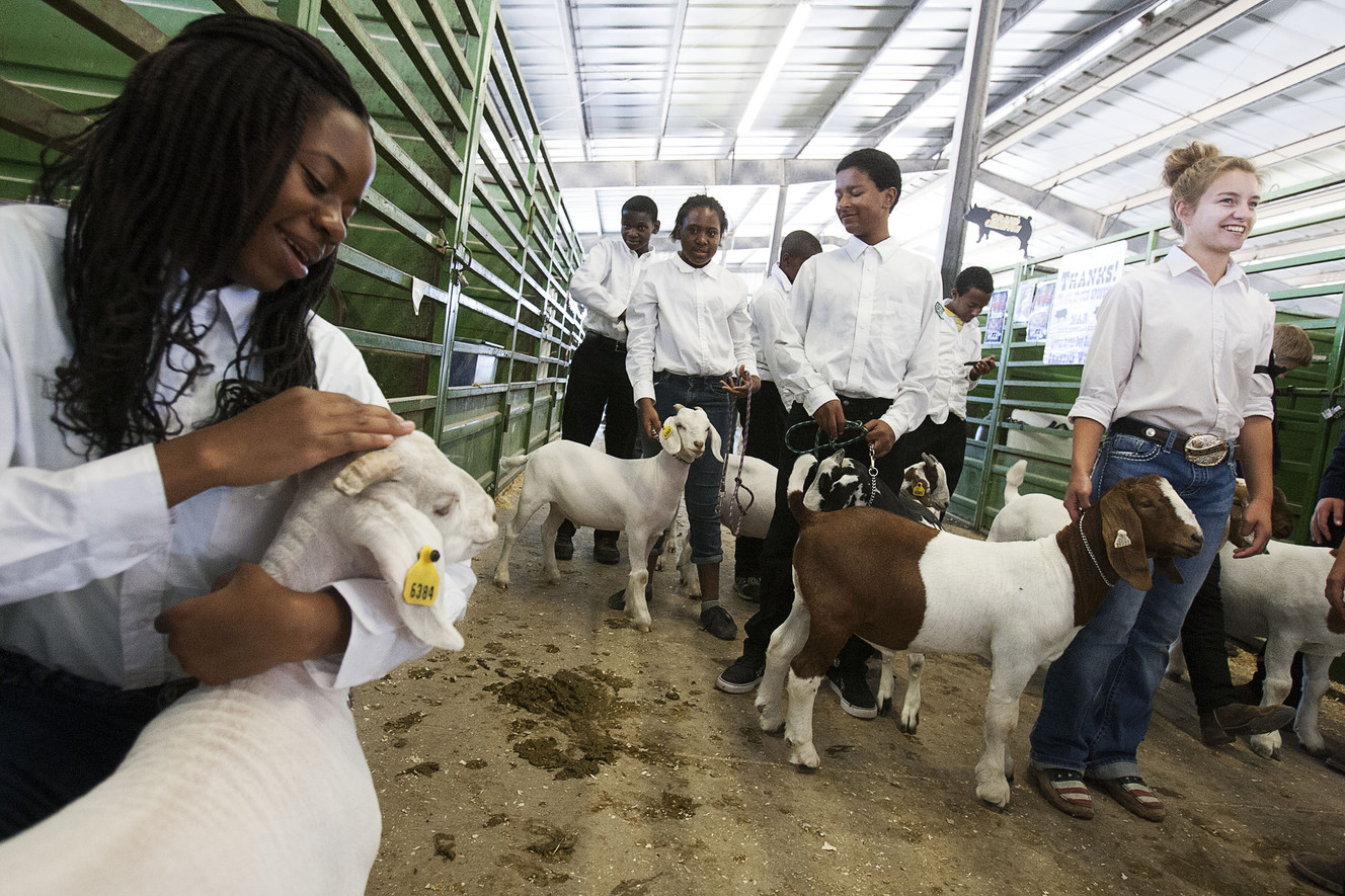 Nigeria Nyandagaro, left, pets her goat as other youth line up for an auction at the Salt Lake County Fair in South Jordan on Saturday, Aug. 20, 2016. (Photo: Hans Koepsell, Deseret News)
