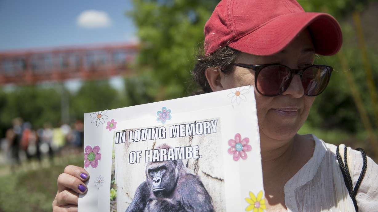 Harambe lives: Killed zoo gorilla gets a second life online