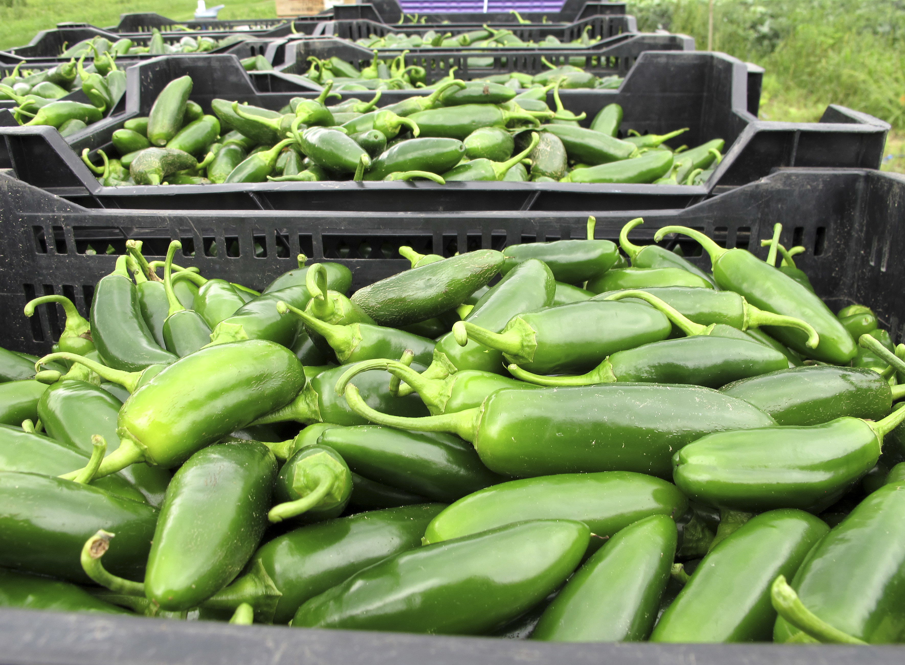 Crop mob descends on Vermont farm to harvest and weed crops